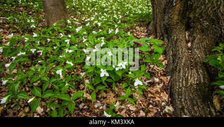 Fond de fleurs sauvages au printemps. Trillium grandiflorum blanc dans une forêt du nord du Michigan. Les fleurs sauvages sont Trillium officiel de l'Ohio et de l'Ontario Banque D'Images