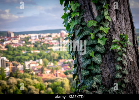 Tronc d'arbre recouvert de lierre et la ville en arrière-plan Banque D'Images