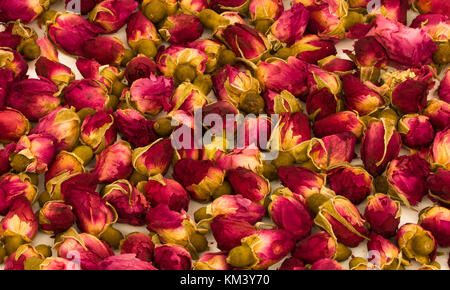 Rosebuds sec utilisé pour preprare thé rose fond isolé Banque D'Images