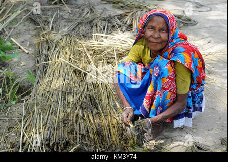 Manikganj, Bangladesh - le 16 août 2016 : femmes bangladaises recueillir la fibre de jute plats à manikganj, à l'extérieur de Dhaka, Bangladesh, le 16 août 2016. Banque D'Images