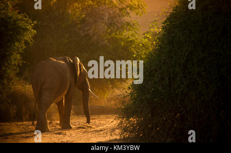 Dans l'éléphant de la lumière du matin, samburu kenya Banque D'Images