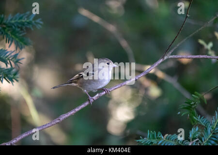Petite femelle oiseau campagne Chaffinch perché sur brindille dans les bois. Banque D'Images
