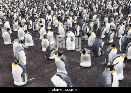 Manchots royaux sur une plage des bénévoles, des îles Malouines Banque D'Images