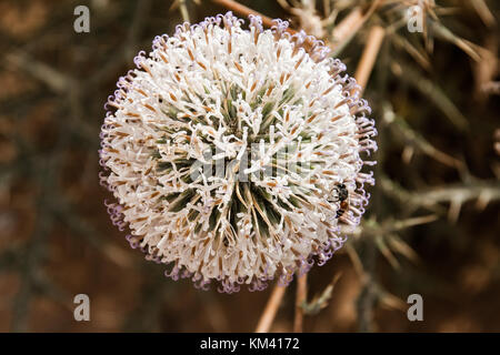 La Saxifraga en fleurs dans le désert d'Arabie Saoudite Banque D'Images