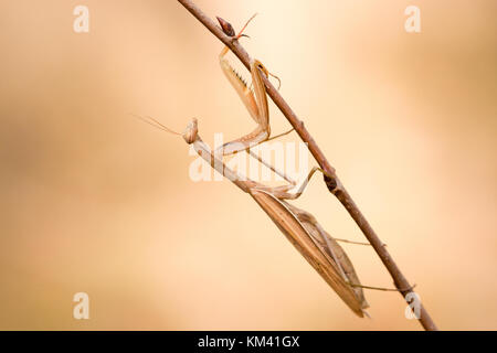 Femelle d'une mante religieuse (Mantis religiosa) en attente d'une proie sur une petite branche. Banque D'Images