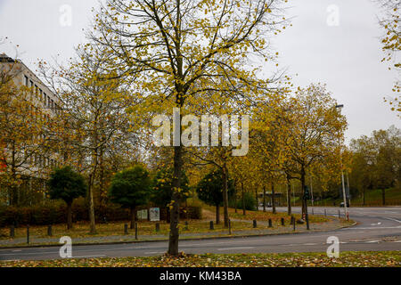 Vue sur la rue de la ville de Bonn en Allemagne en automne. Banque D'Images