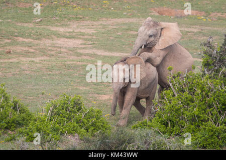 Deux jeunes éléphants, d'un montage à Addo Elephant Park, Eastern Cape, Afrique du Sud Banque D'Images