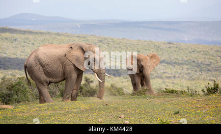 Deux éléphants africains pâturage sur une plaine de herbe, couvert de fleurs de printemps, Addo Elephant Park, Eastern Cape, Afrique du Sud Banque D'Images