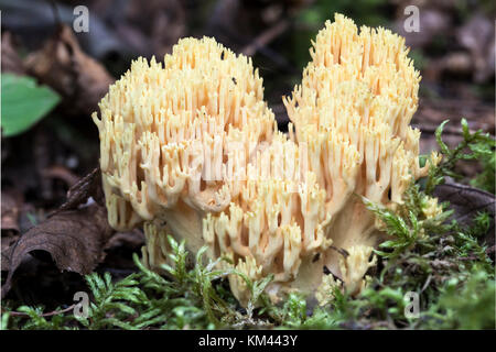 À pointe jaune corail (ramaria formosa) croissant sur le sol de la forêt boréale, l'île royal National park Banque D'Images