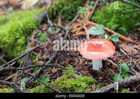 Émétique Russula emetica (russula) croissant dans la forêt boréale, isle royal National park Banque D'Images