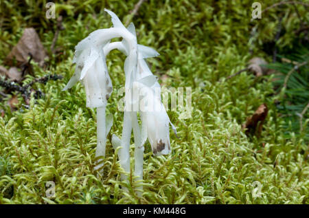 Indian pipe (Monotropa uniflora) croissant dans la forêt boréale, isle royal National park Banque D'Images