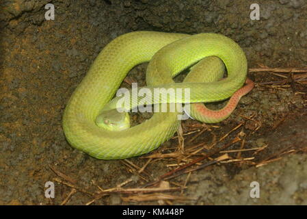 Lèvres blanches asiatiques (Trimeresurus albolabris Pit Viper), alias Green Tree lèvres blanches Pit Viper Banque D'Images