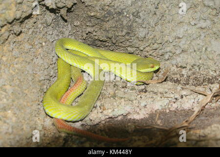 Lèvres blanches asiatiques (Trimeresurus albolabris Pit Viper), alias Green Tree lèvres blanches Pit Viper Banque D'Images