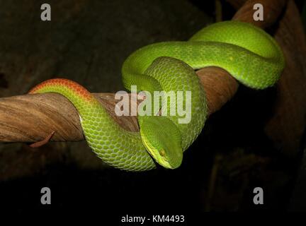 Lèvres blanches asiatiques (Trimeresurus albolabris Pit Viper), alias Green Tree lèvres blanches Pit Viper Banque D'Images