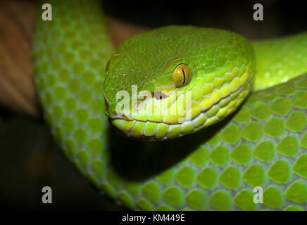 Lèvres blanches asiatiques (Trimeresurus albolabris Pit Viper), alias Green Tree lèvres blanches Pit Viper Banque D'Images