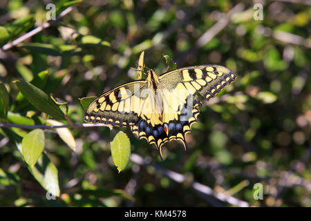 Le western tiger swallowtail butterfly à la partie supérieure du rocher Nature Reserve à Gibraltar Banque D'Images