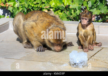 Un macaque de Barbarie mère et nourrisson boire d'une fontaine au rocher de Gibraltar Banque D'Images