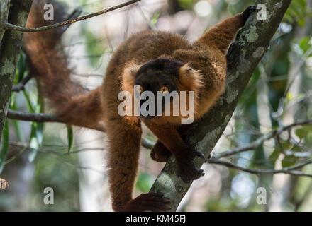 Une gélinotte rouge (lemur le varecia rubra). Madagascar, Afrique. Banque D'Images