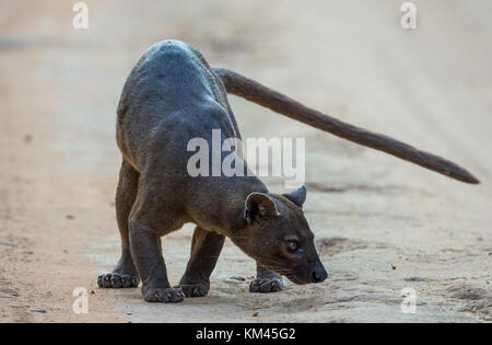 Fossa (Cryptoprocta ferox), un chat-comme mammifère carnivore endémique à Madagascar. forêt de Kirindy camp, Madagascar, Afrique. Banque D'Images