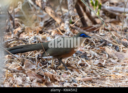 Une endémie coquerel coua coua coquereli (la nourriture) sur sol de la forêt. forêt de Kirindy, Madagascar, Afrique. Banque D'Images