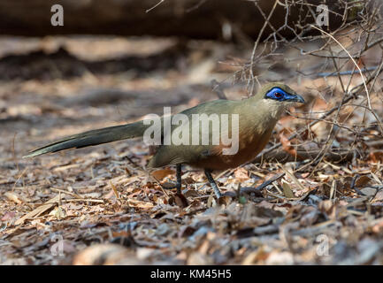 Une endémie coquerel coua coua coquereli (la nourriture) sur sol de la forêt. forêt de Kirindy, Madagascar, Afrique. Banque D'Images