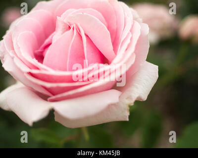 Fleur rose rose pâle en fleur Banque D'Images