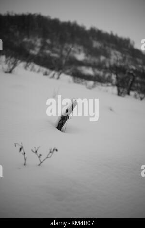 Noir et Blanc Hiver/Ladsacpe , forêt de montagne du nord de la Norvège, de la nuit polaire. Banque D'Images