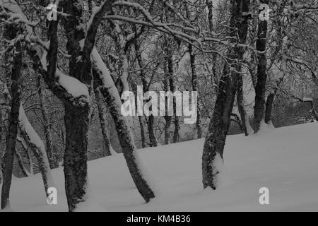 Noir et Blanc Hiver/Ladsacpe , forêt de montagne du nord de la Norvège, de la nuit polaire. Banque D'Images