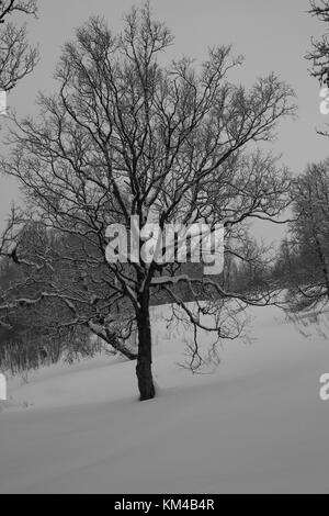 Noir et Blanc Hiver/Ladsacpe , forêt de montagne du nord de la Norvège, de la nuit polaire. Banque D'Images