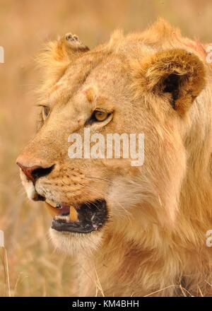 Une vieille femelle Lion (Panthera leo) avec une partie de son oreille manquante. Parc national du Serengeti, Tanzanie Banque D'Images