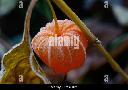 Physalis physalis. Fleur d'automne congelé. Au début de l'hiver avec des plantes d'arrière-plan dans le givre Banque D'Images