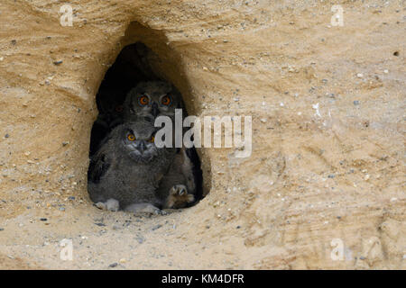 Grand hiboux / europaeische uhus ( Bubo bubo ), les poussins, assis dans l'entrée de leur nid burrow, regarder, l'air drôle, la faune, l'Europe. Banque D'Images