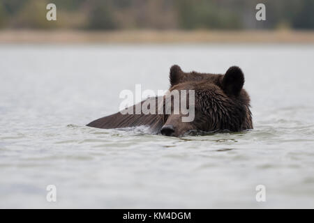 Ours brun européen Europaeischer / Braunbaer ( Ursus arctos ) natation, baignade, jouant dans l'eau, dans un lac. Banque D'Images
