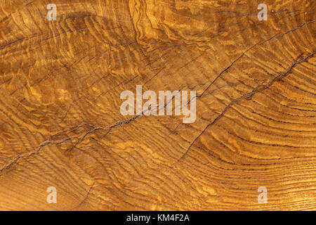 Close Up of Oak Tree abattus , montrant les détails incroyables de la Grain du bois et les anneaux de croissance sur le tronc de l'arbre Banque D'Images