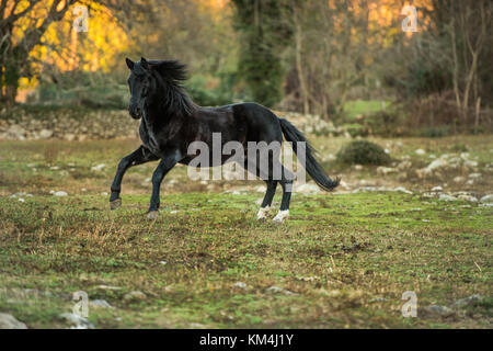 Un cheval noir est monté libre sur un ranch à Jerte, Estrémadure, Espagne. Banque D'Images
