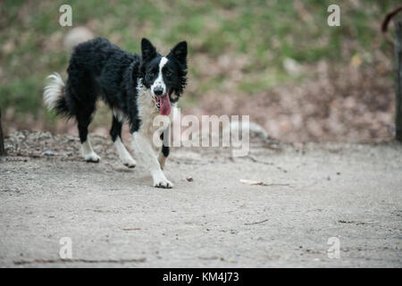 Chien de berger border collie noir et blanc qui traverse le champ près de Jerte, Estrémadure, Espagne Banque D'Images