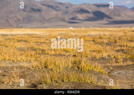 Golden yellow grass dans la steppe de Mongolie à l'ouest de la Mongolie. Banque D'Images