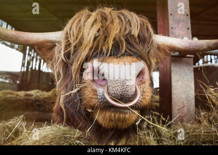 Close up of brown highland taureau avec longue robe ondulée et anneau pour le nez dans une grange. Banque D'Images