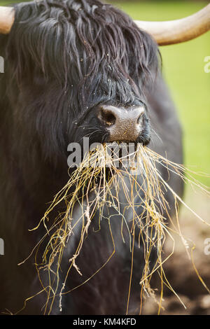 Les bovins highland écossais noir avec manteau long wavy se nourrit de foin. Banque D'Images