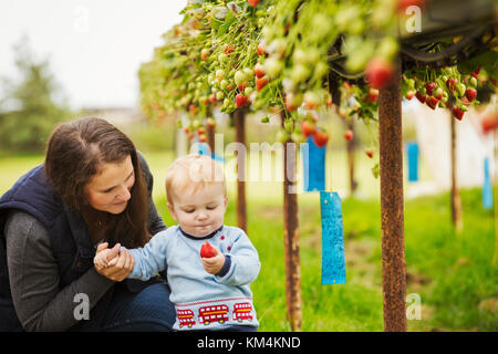 Fruits et légumes à un tunnel poly, Pyo. Une mère et bébé garçon la cueillette des fraises à partir de plantes cultivées sur des plates-formes surélevées dans un polytunnel. Banque D'Images