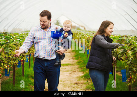 Une cueillette de fruits à la famille, homme, femme et petit garçon la cueillette des fraises à partir de plantes relevé à hauteur de la taille sur des supports.. Banque D'Images