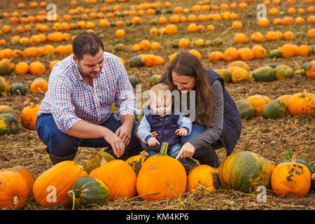 Une famille, deux adultes et un jeune bébé dans les rangées de couleurs jaune, vert et orange citrouilles récoltées et laissés à sécher dans les champs en automne Banque D'Images