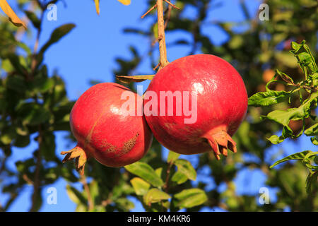 La Grenade (Punica granatum) sur un arbre à Nerja sur la Costa del Sol dans la province de Malaga, Espagne Banque D'Images