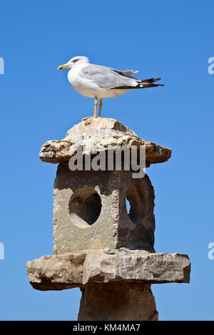 European herring gull assis sur le chimnery. Banque D'Images