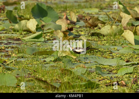 Pheasant-tailed Jacana (Hydrophasianus chirurgus) LK Sri Lanka Asie Novembre 2017 Banque D'Images