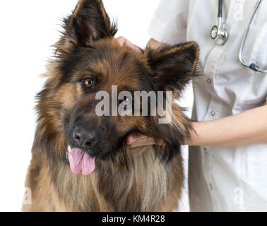 Animal de chien de berger et vétérinaire doc isolated on white Banque D'Images