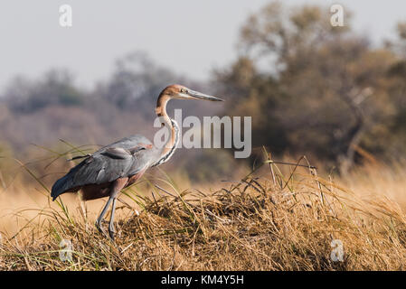 Héron goliath (Ardea goliath) debout dans l'herbe le long de river edge Bwabwata National Park, Namibie Banque D'Images