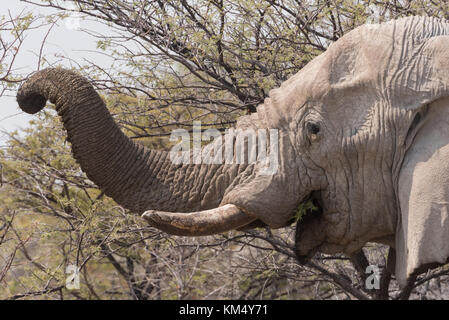 Grand adulte elephant (Loxodonta) est couvert de poussière rouge d'Etosha, Namibie Banque D'Images