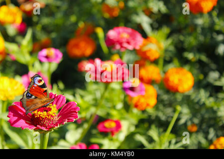 Papillon macro de l'Oeil de Paon recueille sur le nectar de papillon macro zinnia. Banque D'Images