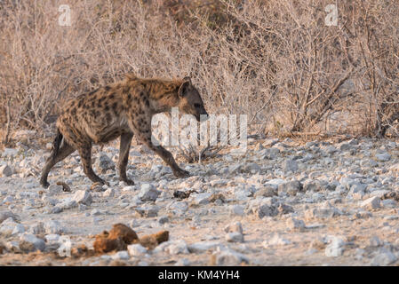 L'Hyène tachetée (Crocuta crocuta) Balade en paysage clairsemé d'Etosha, Namibie Banque D'Images